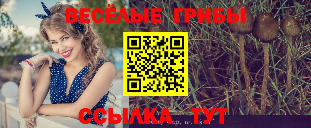Галлюциногенные грибы Psilocybe  Вход с VPN  Псилоцибиновые грибы ЛСД  Горно-Алтайск 
